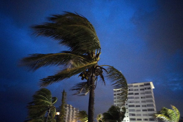 Strong winds move the palms of the palm trees at the first moment of the arrival of Hurricane Dorian in the Bahamas.