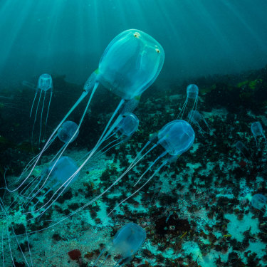 Box Jellyfish Irukandji Jellyfish Cobbler Fish And Stingrays What Is It Like To Be Stung Or Jabbed By These Toxic Animals