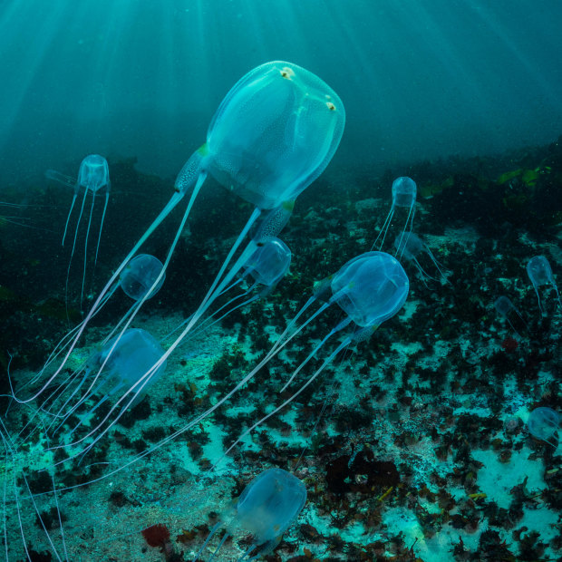 Box jellyfish venom can be lethal although deaths are rare in Australia.