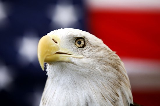 Uncle Sam, a 25-year-old bald eagle, sits on his perch in front of a US flag in 2013.
