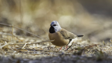A black-throated finch at Adani's proposed Carmichael Mine site in Queensland's Galilee Basin.