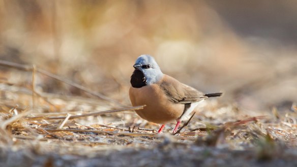 A black-throated finch at Adani's proposed Carmichael Mine site in Queensland's Galilee Basin.