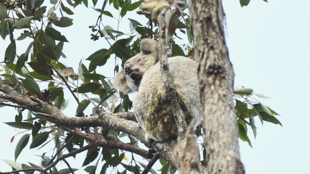 Hanging on: Port Macquarie wildlife rescuers located two koalas near the top of a tree in one patch that escaped fires in the area.