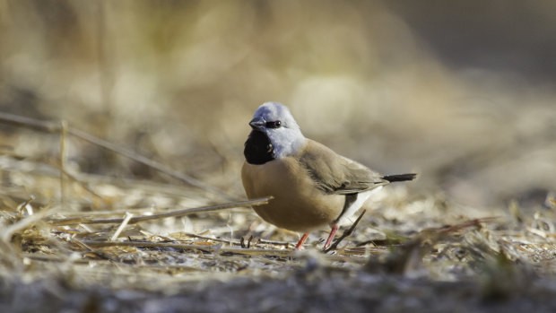 A black-throated finch at Adani's proposed Carmichael Mine site in Queensland's Galilee Basin.