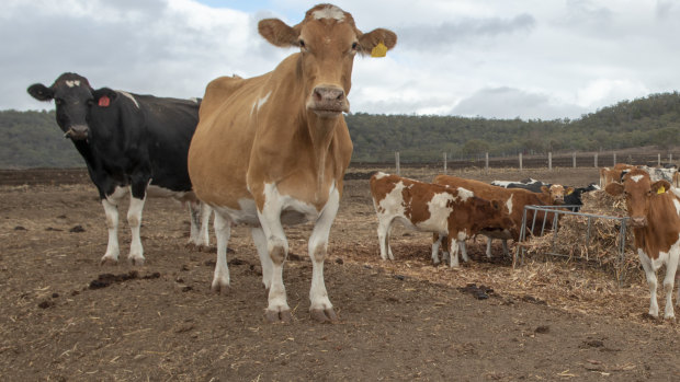 Cattle on a drought-stricken property in Pilton, Queensland, near Toowoomba.