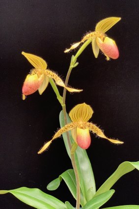 Fanciers know slipper orchids as paphs, short for Paphiopedilum.