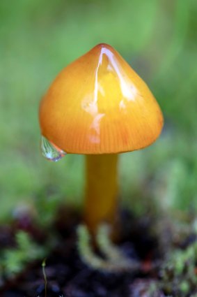 Hygrocybe singeri, otherwise known as a witch’s hat mushroom.