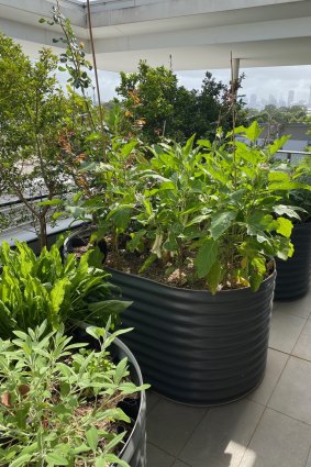 Stefano Manfredi’s balcony garden in his apartment in Sydney.