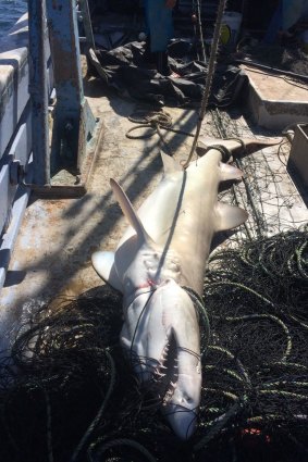 A dead grey nurse shark, entangled in a mesh net off the coast of NSW. Image obtained from the NSW government under FOI.