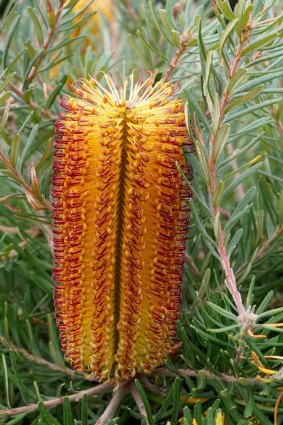 Banksia vincentia is an excellent hedge and appealing garden plant. 