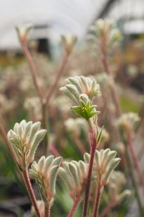 Kangaroo paw close up.