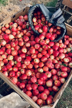 Fruit picking is a test of physical and mental endurance.