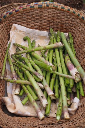 Freshly-picked asparagus