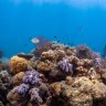 Shades of grey: how coral bleaching is affecting fish colours too
