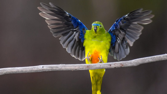 An orange bellied parrot alights on a branch at Melaleuca, in south west Tasmania. 
While there have been mixed results from the current breeding season it’s still an improvement from a few year ago when the wild population dropped as low as 17.