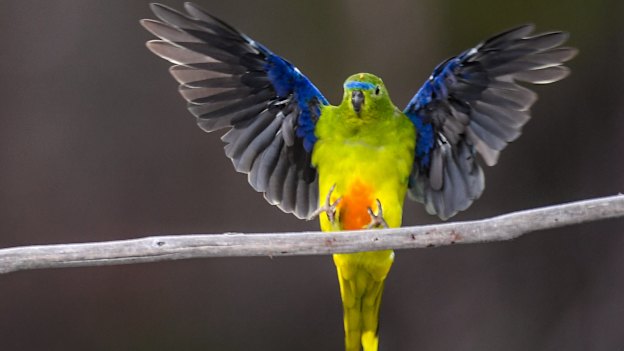 An orange-bellied parrot alights on a branch at Melaleuca, south-west Tasmania. 
