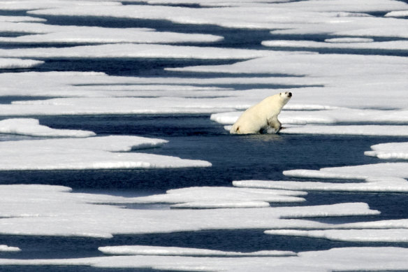 The Arctic is suffering dramatic loss of sea ice. 