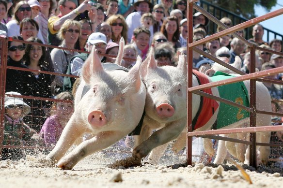 Pig racing at the Royal Melbourne Show.