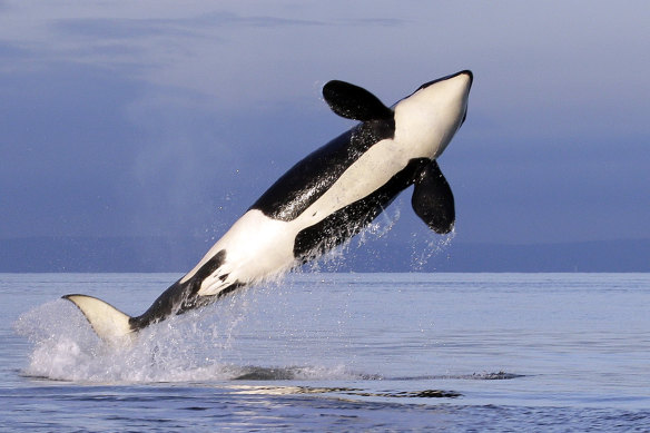 A female resident orca whale breaches while swimming in Puget Sound near Bainbridge Island, Washington.