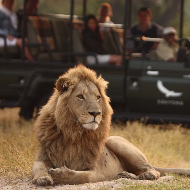 Lion-spotting on safari in Botswana.