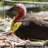 ‘Never seen that before’: Brush turkeys are turning carnivorous in Sydney suburbs