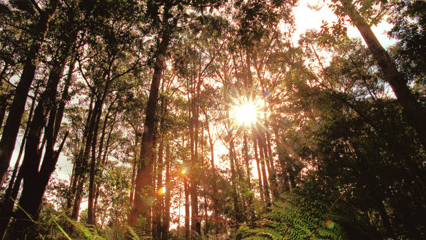 The decision will likely close many small timber mills, some of which have operated in Gippsland for more than a century.  