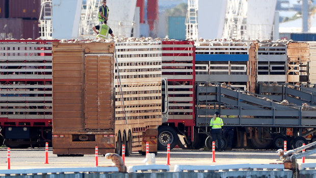 Sheep are seen being loaded onto the Al Kuwait live export ship in Fremantle harbour.