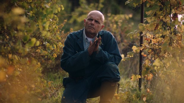 Grape expectations: Joe Pantoliano plays Marco Gentile, a businessman turned winemaker. 