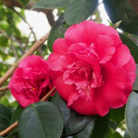 A bloom on one of the world’s most significant camellias.