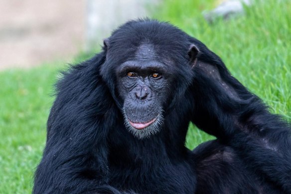 Mogli drowned in an incident at Sydney Zoo in 2021.