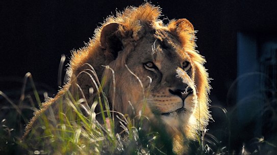 A lion in Taronga Zoo’s state-of-the-art exhibit that mimics the African savanna.