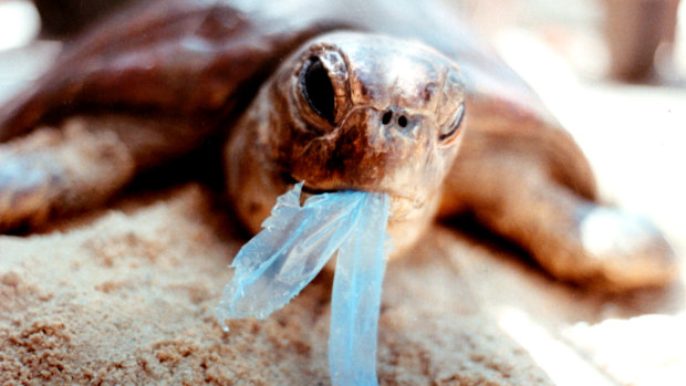 It\'s believed turtles are attracted to plastic bags because of their likeness to jellyfish.