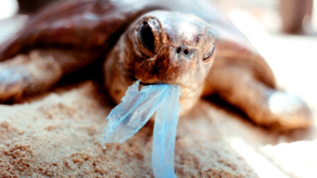 Globally, it is estimated that approximately 52 per cent of all sea turtles have eaten plastic.
