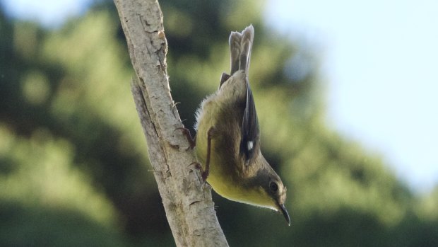 The King Island scrubtit.