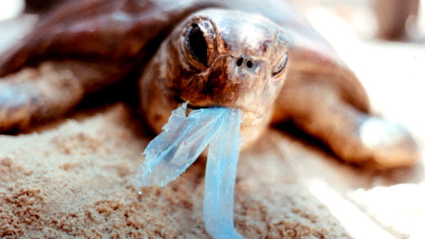 A turtle who has eaten one piece of plastic has a 22 per cent chance of dying, researchers say.