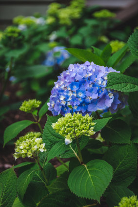 Hydrangeas are a great option for those without a garden. 