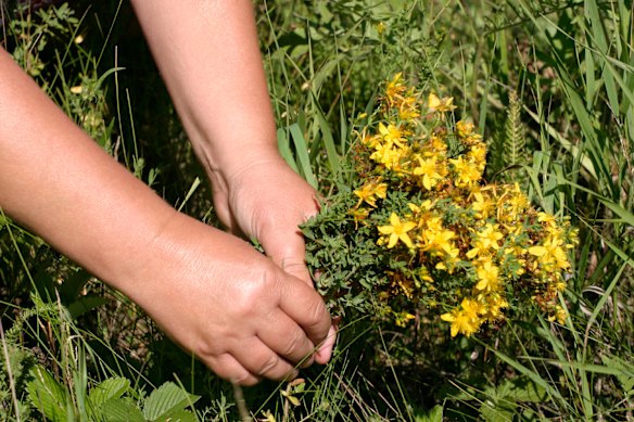 St John’s Wort is a flowering plant which some studies have shown to be effective in the treatment of mild to moderate depression.