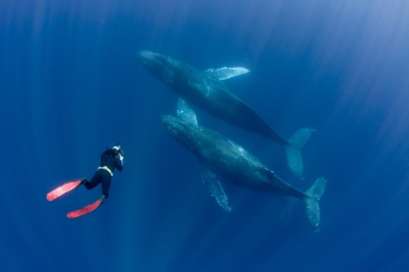 Swim alongside ocean giants with Sunreef tours.