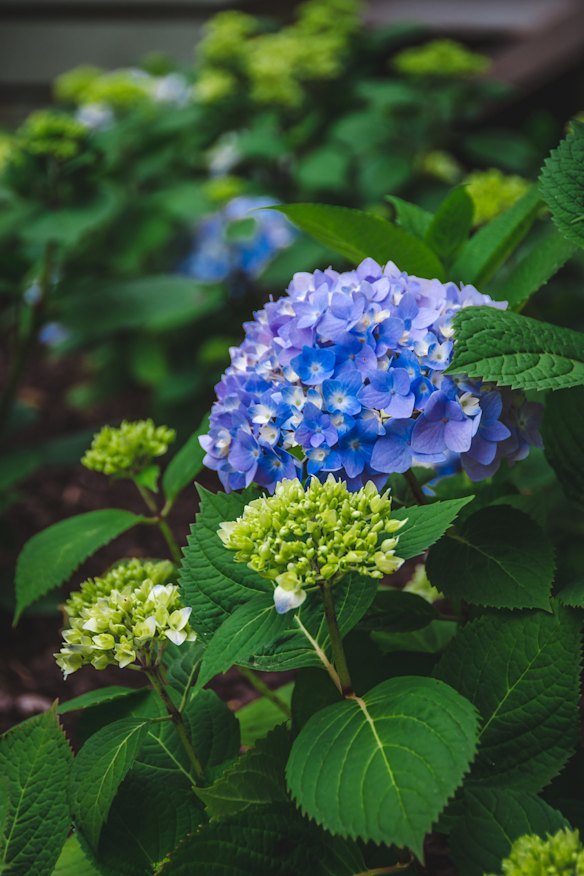 Hydrangeas are a great option for those without a garden. 