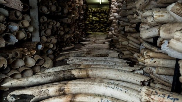 Poaching trophies recovered from traffickers are stored in a warehouse at Zimbabwe National Parks headquarters in Harare. 