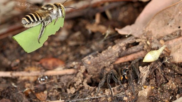 The leafcutter bee brought back hundreds of cut-out leaves to decorate her new home.