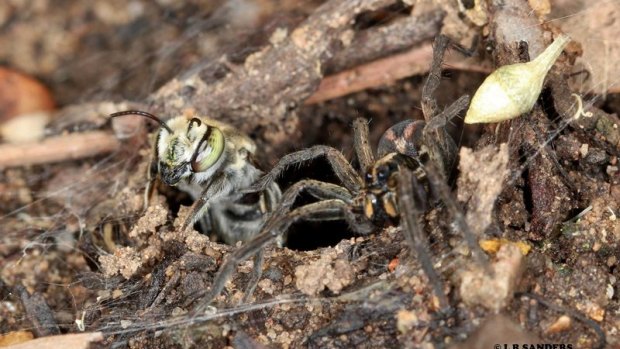 The leafcutter bee and wolf spider checking out the surrounds.