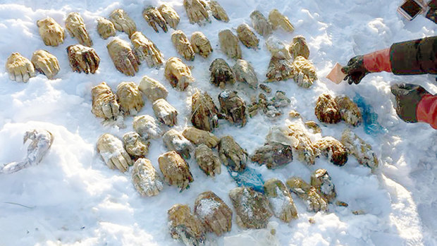 The cache of severed hands found in Siberia, not far from the Chinese border with Russia.
