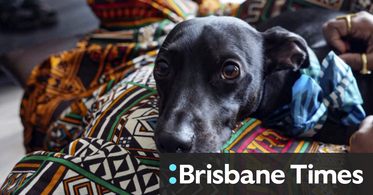 Dolce & Gabbana has a 5 perfume for dogs, and vets aren’t happy