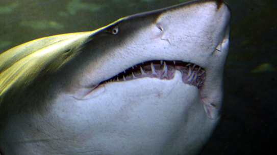 Shark nets are ineffective against the predators they are purported to control.