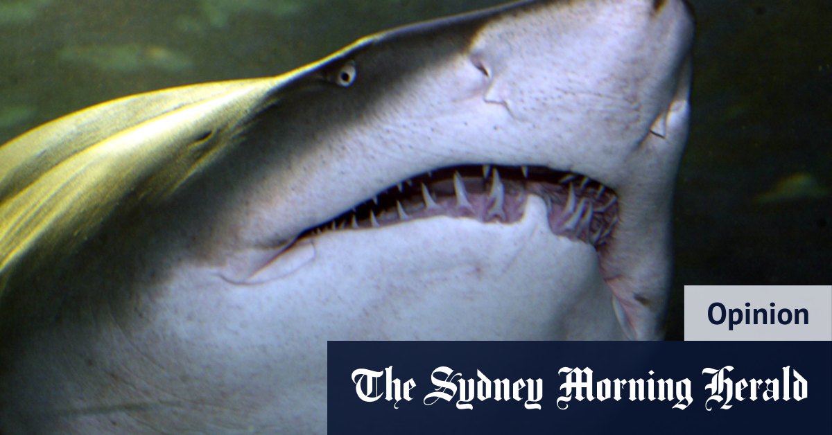 Shark nets will catch plenty of marine animals, just not sharks