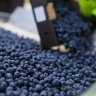 Fruit ninja: Hundreds of kilograms of blueberries stolen in night-time heist