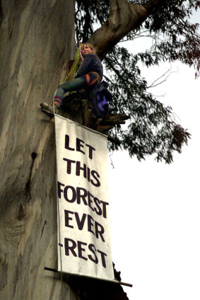Mountain climber Brigitte Muir high up a gum tree in the Goolengook forest.