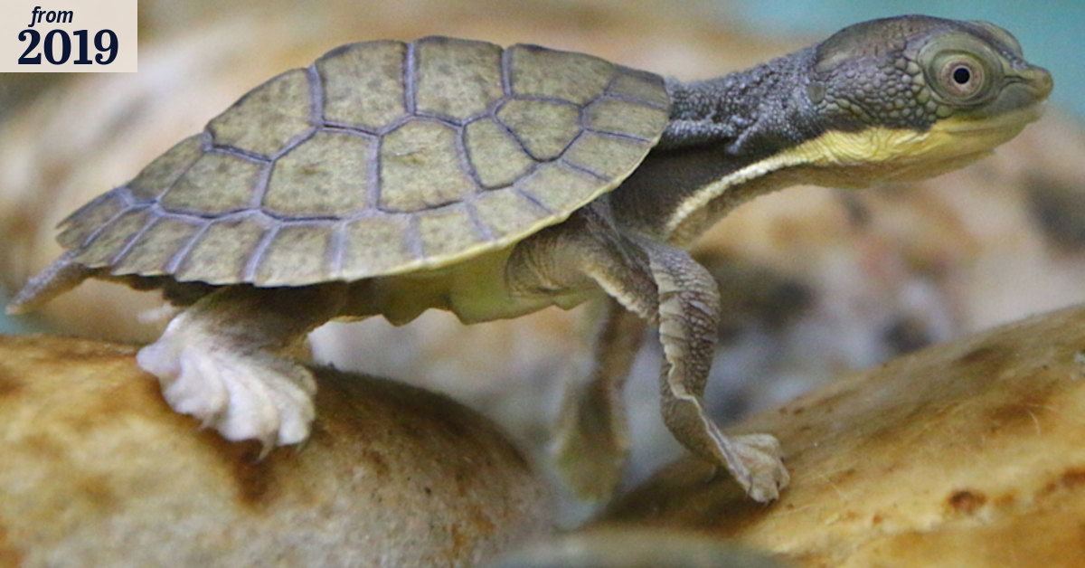 Bellinger River snapping turtle saved from extinction by canoeists