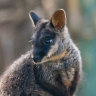 Help to save the critically endangered brush-tailed rock wallaby